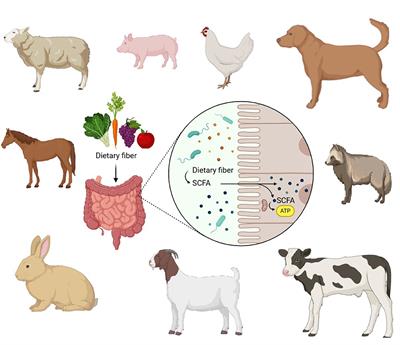 Editorial: Gut microbiota: allied with livestock nutrition, health, and welfare